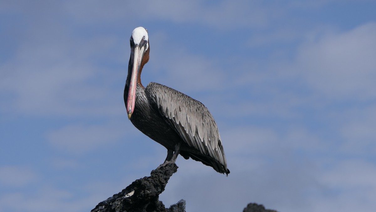 Brown Pelican (Galapagos) - Paul Bartlett