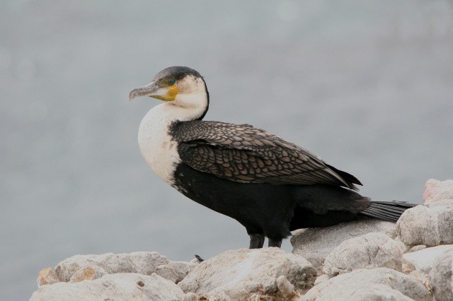 Great Cormorant (White-breasted) - Lindsay Hansch