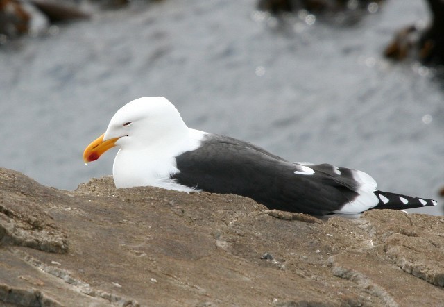 Kelp Gull (vetula) - Lindsay Hansch
