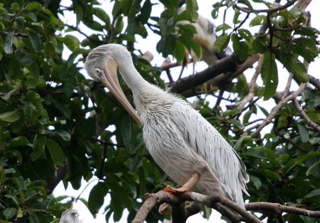 Pink-backed Pelican - ML204363861