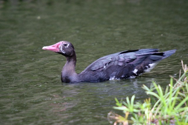 Spur-winged Goose (Southern) - ML204363881