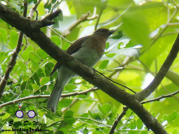 ミンダナオチャムネヒヨドリ Ebird