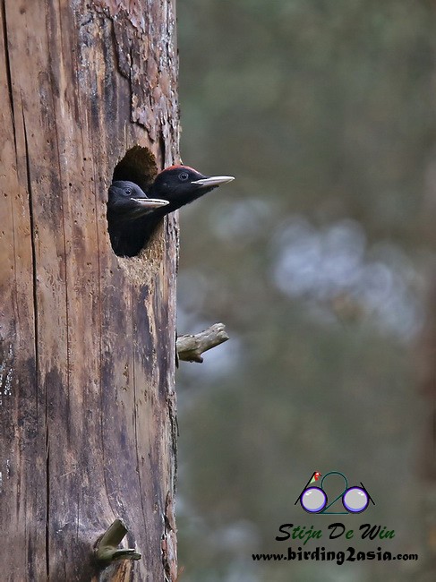 Black Woodpecker - Stijn De Win