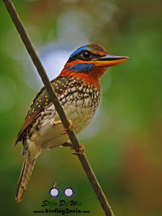Spotted Kingfisher - ML204364361