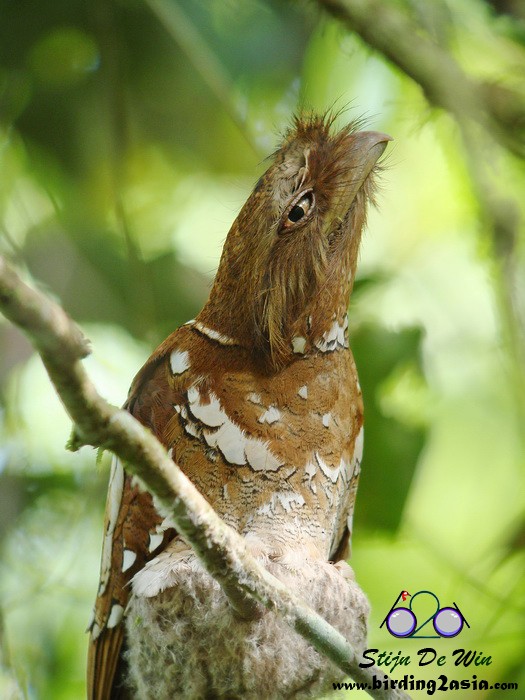 Philippine Frogmouth - ML204364371