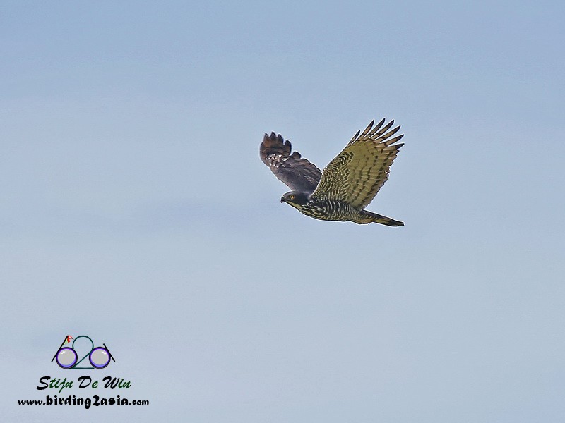 Blyth's Hawk-Eagle - Stijn De Win