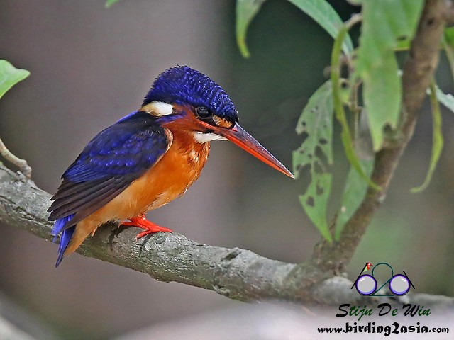Blue-eared Kingfisher - Stijn De Win