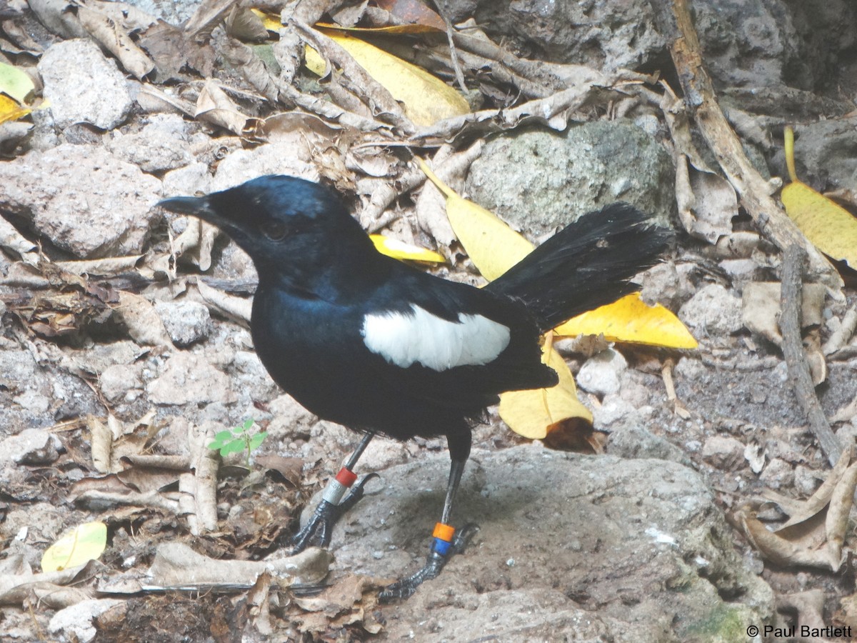 Seychelles Magpie-Robin - ML204364701
