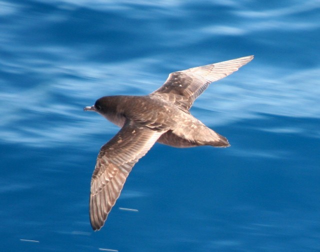 Short-tailed Shearwater - Lindsay Hansch