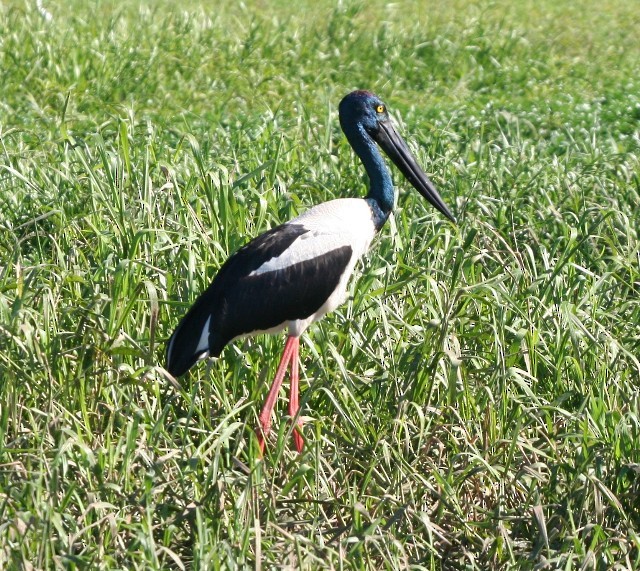 Black-necked Stork - ML204365431