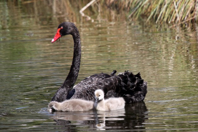 Black Swan - Lindsay Hansch