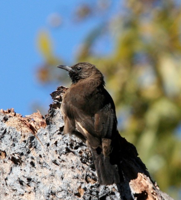 Black-tailed Treecreeper - Lindsay Hansch