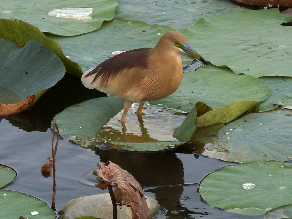 Indian Pond-Heron - Shailesh Darji