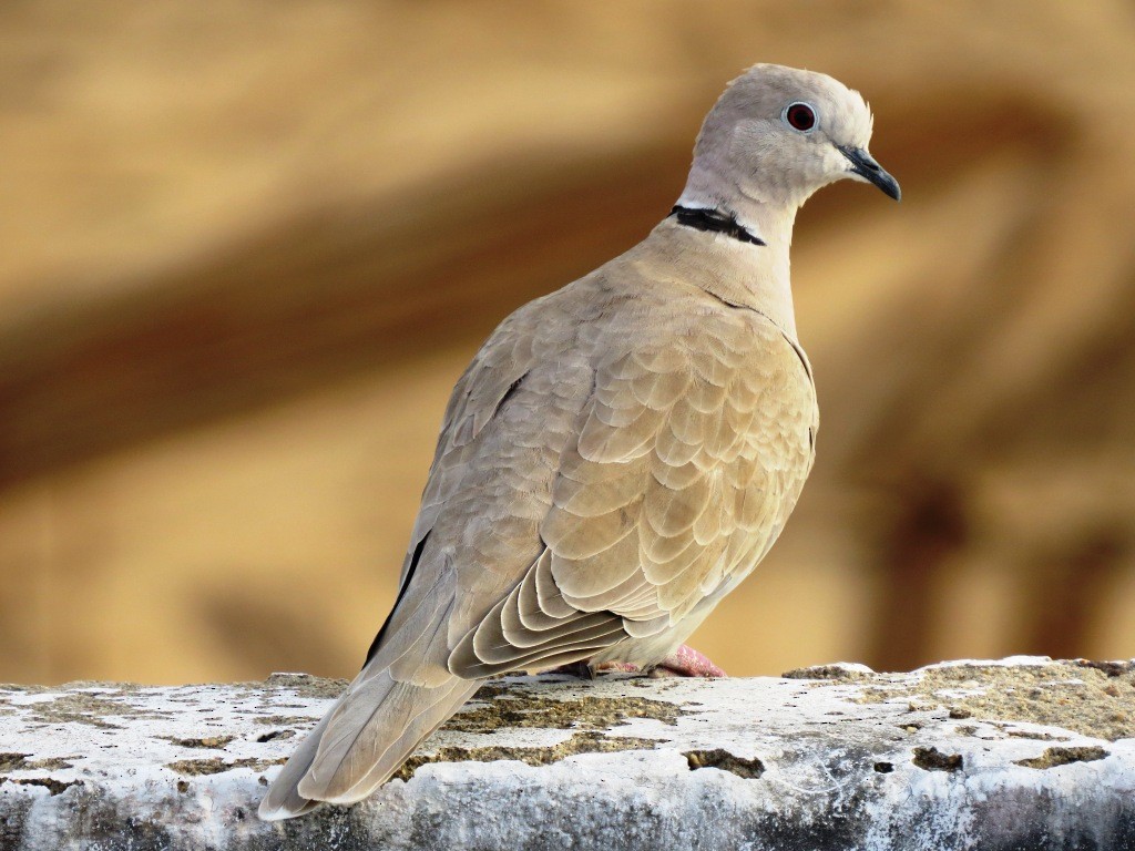 Eurasian Collared-Dove - Shailesh Darji