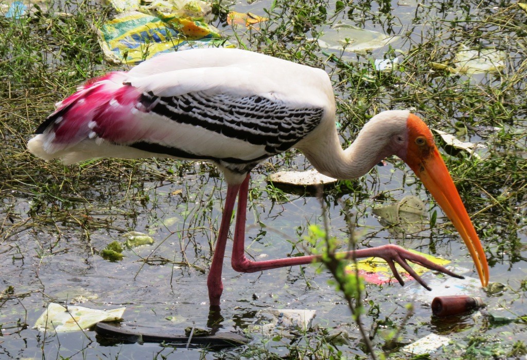 Painted Stork - Shailesh Darji