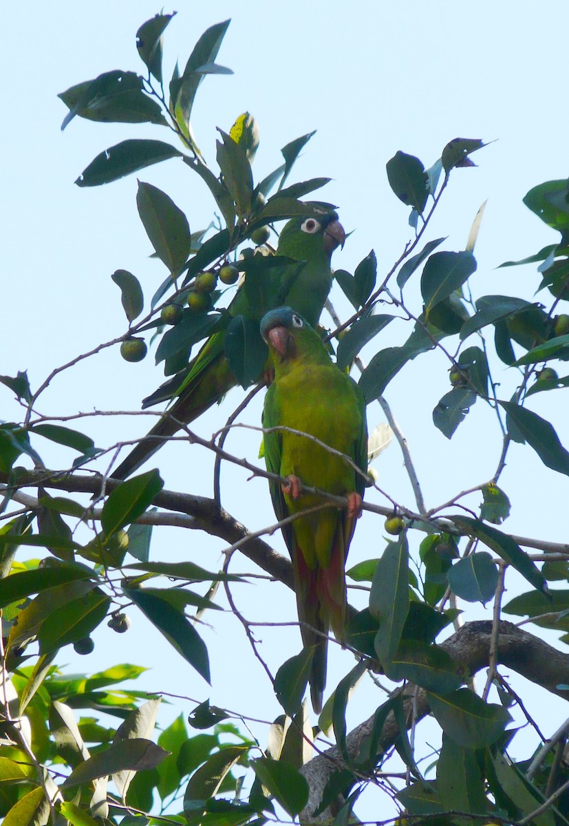 Blue-crowned Parakeet (Blue-headed) - ML204366621