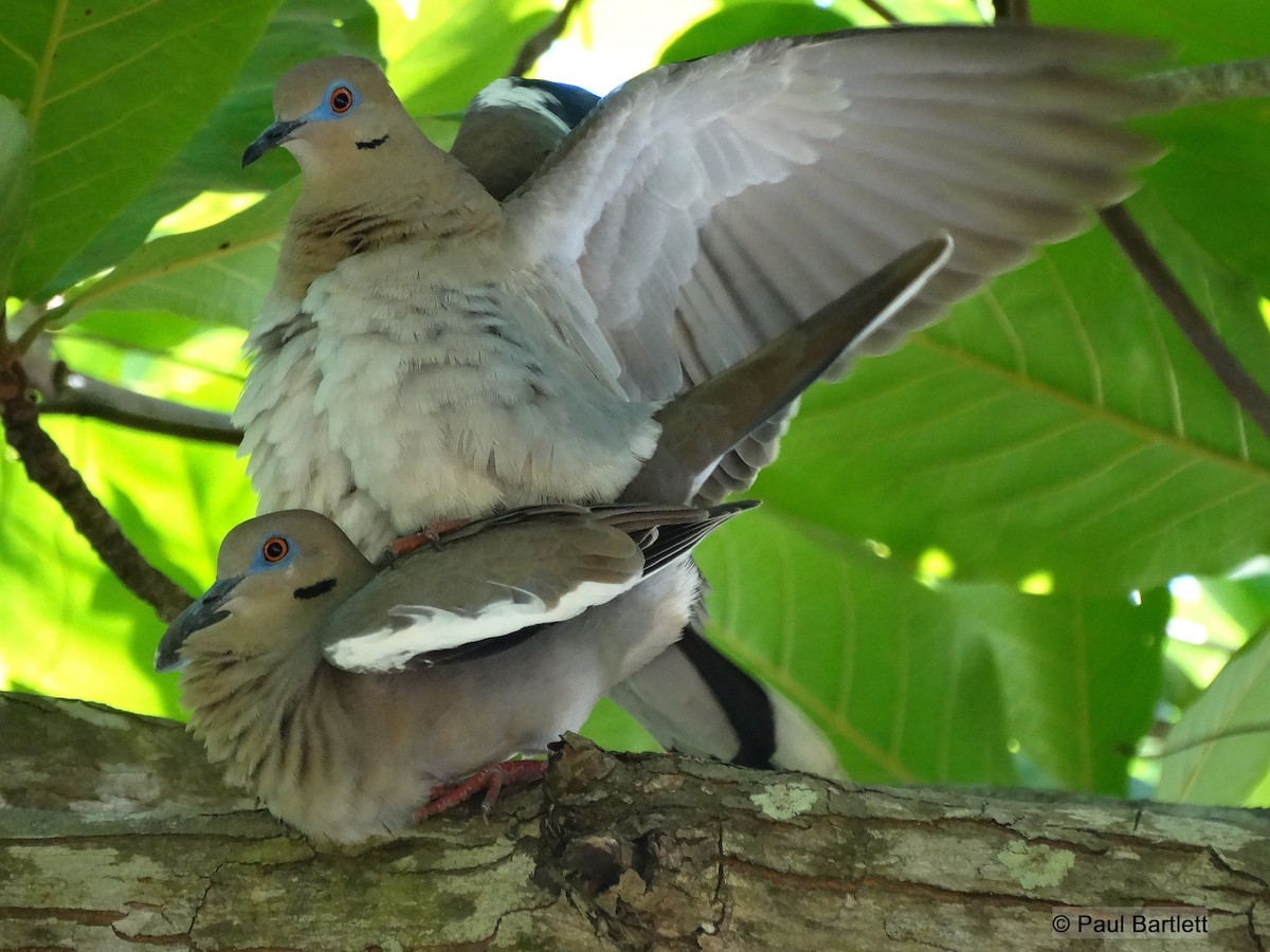 White-winged Dove - Paul Bartlett
