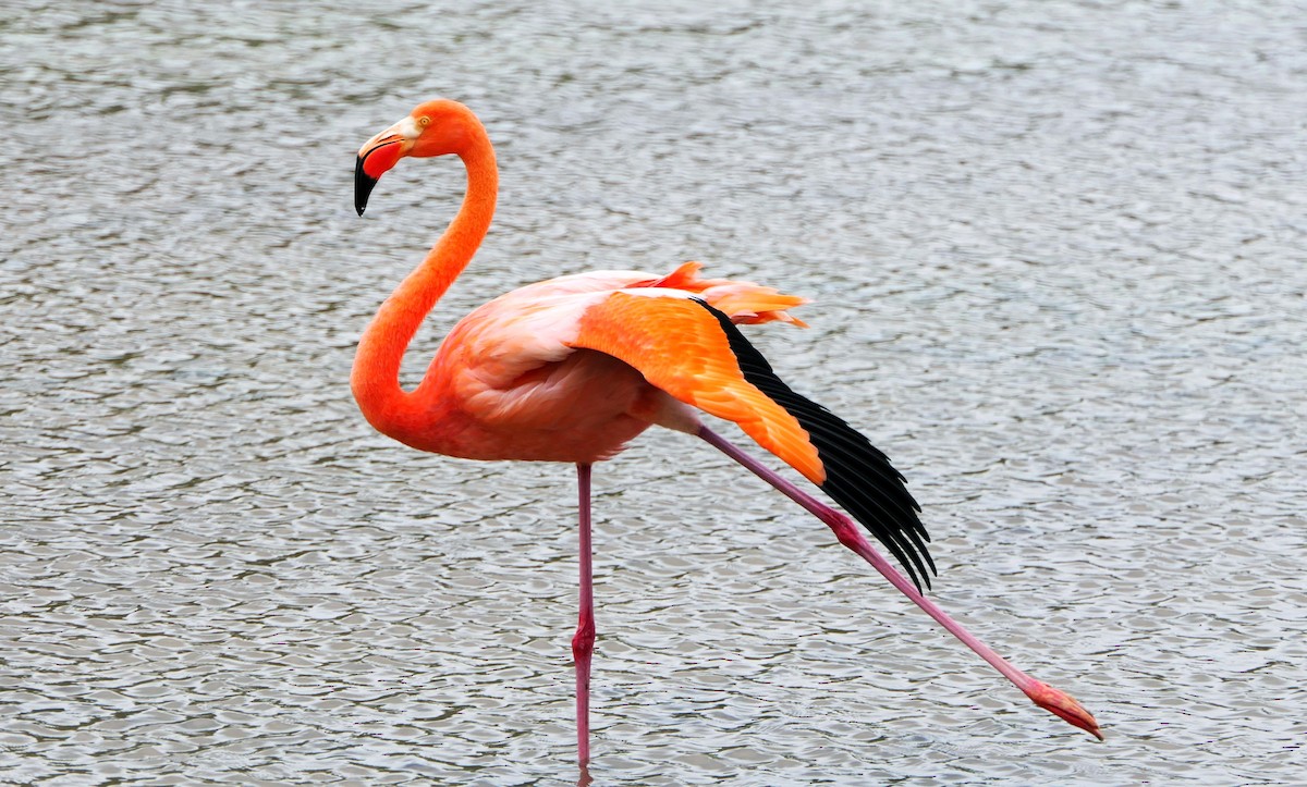 American Flamingo - Paul Bartlett