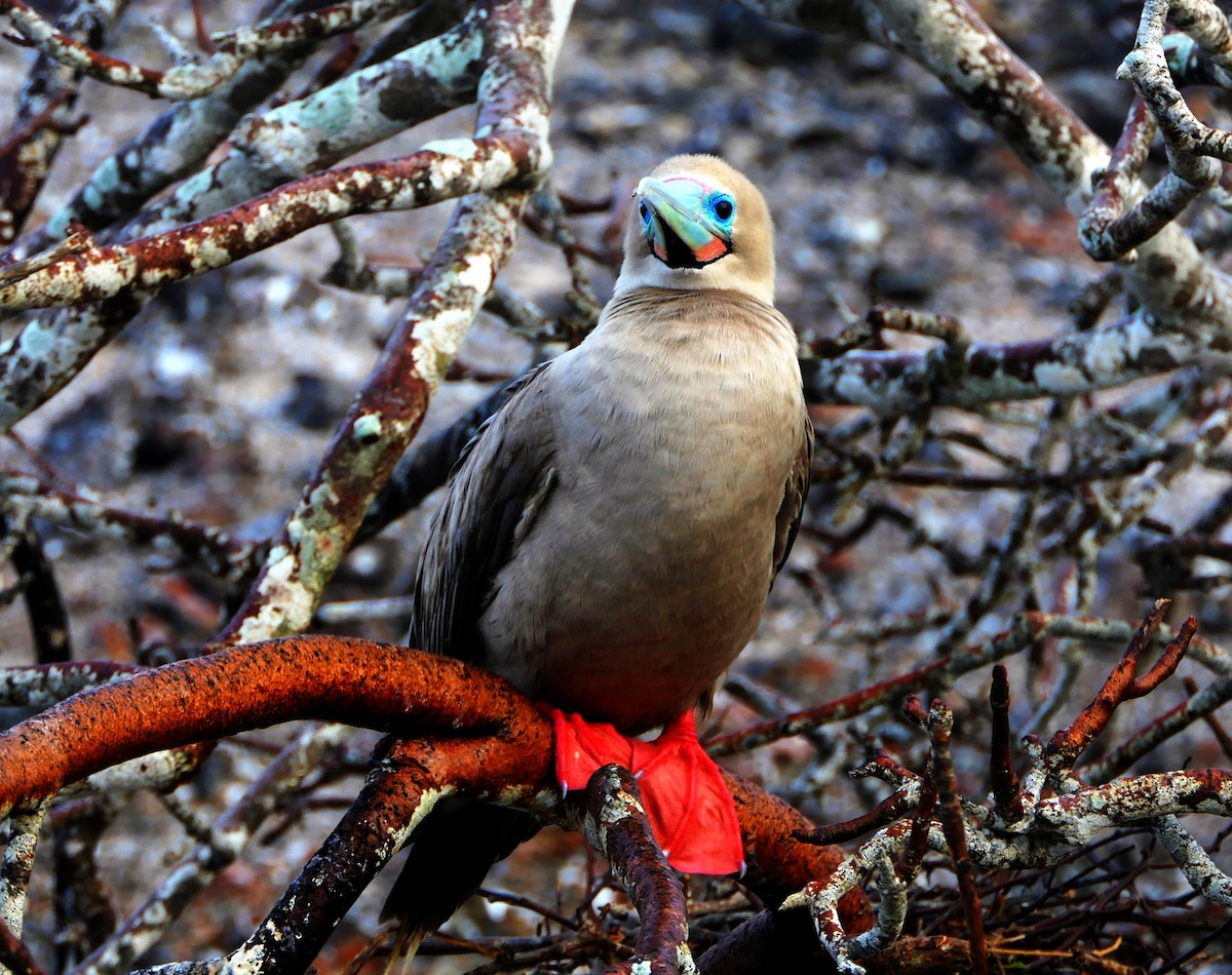 Red-footed Booby (Eastern Pacific) - Paul Bartlett