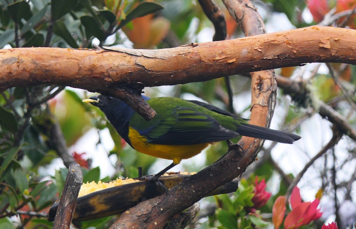 Black-chested Mountain Tanager - Paul Bartlett