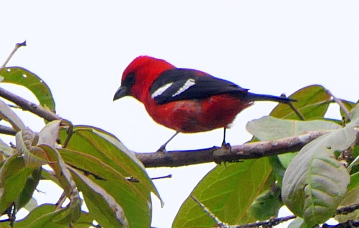 White-winged Tanager - Paul Bartlett