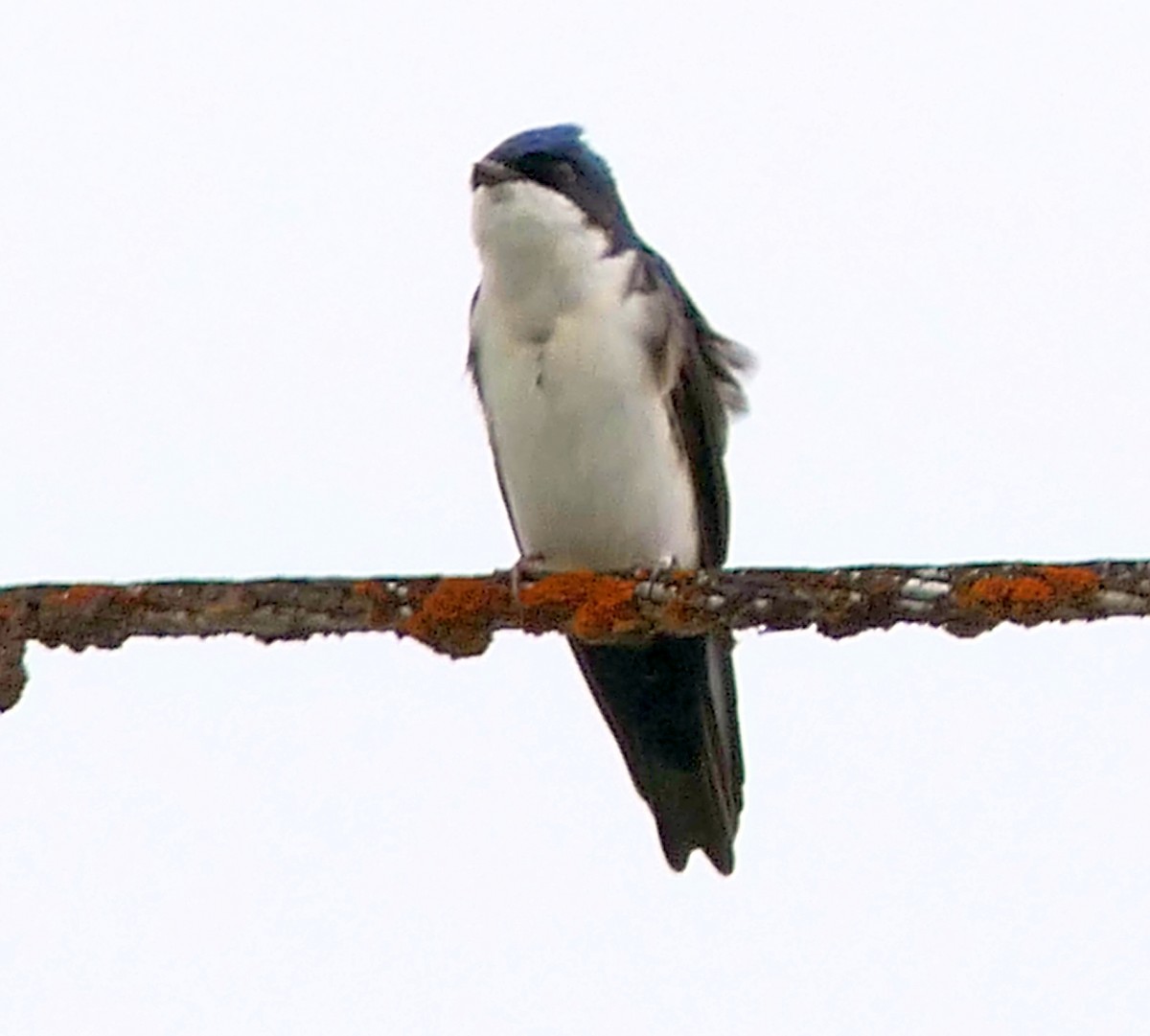 Blue-and-white Swallow - Paul Bartlett