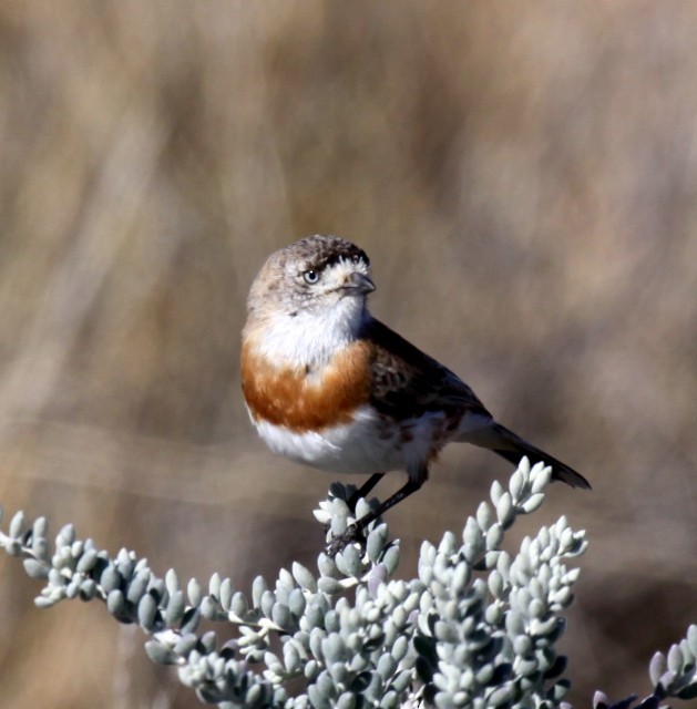 Chestnut-breasted Whiteface - ML204367491
