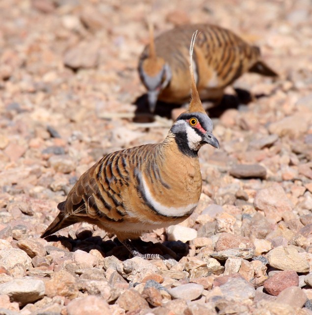 Spinifex Pigeon (White-bellied) - Lindsay Hansch