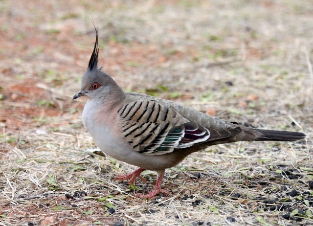 Crested Pigeon - ML204367681