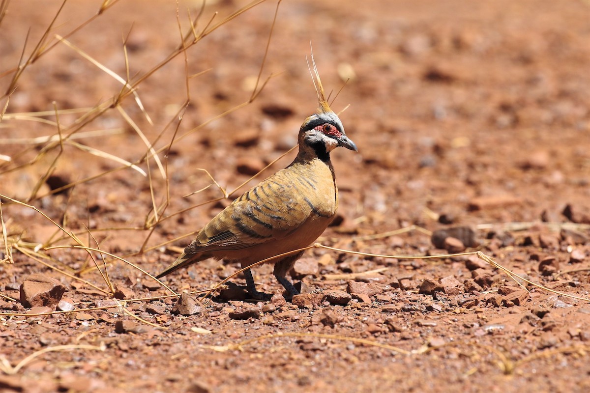 Spinifex Pigeon (Rufous-bellied) - ML204367951