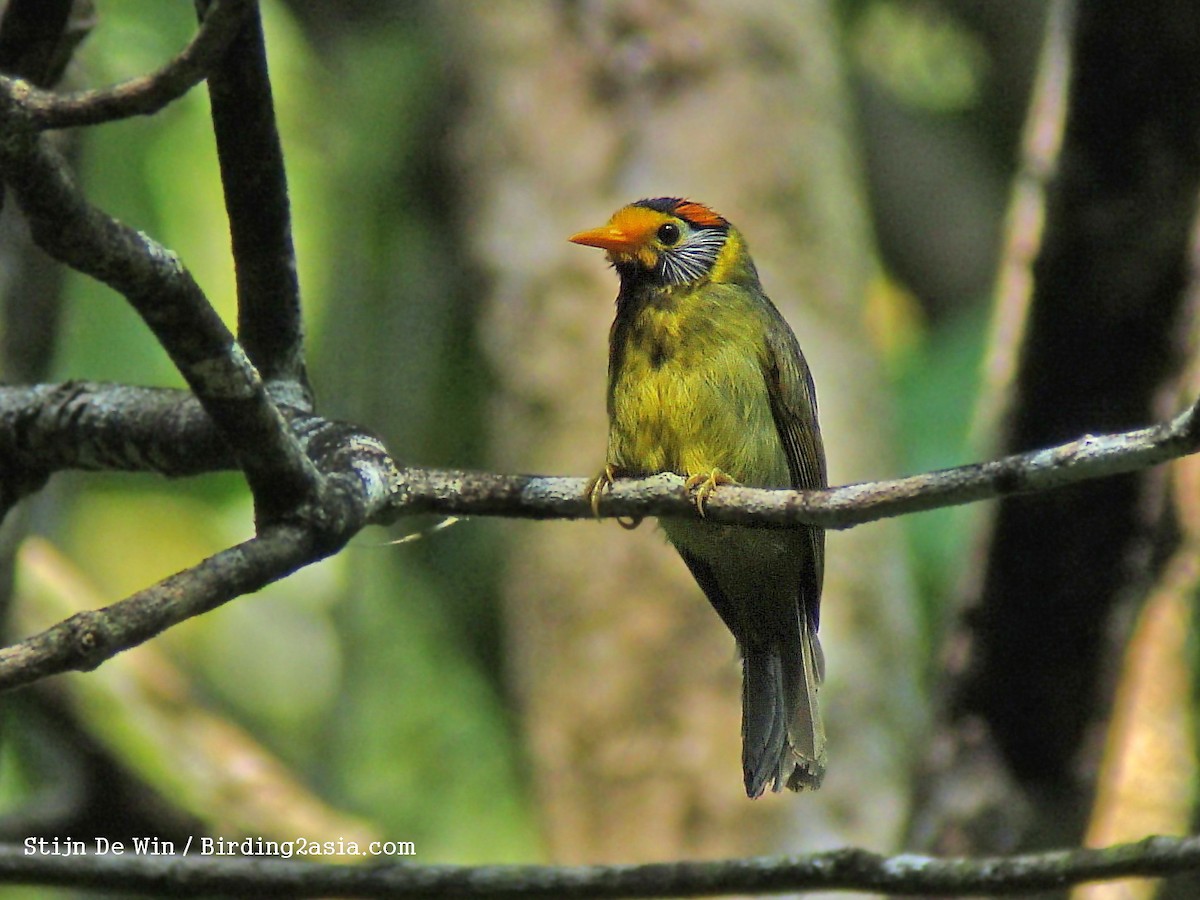 Flame-templed Babbler - ML204368011