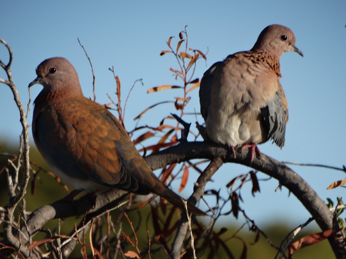 Laughing Dove - ML204368301