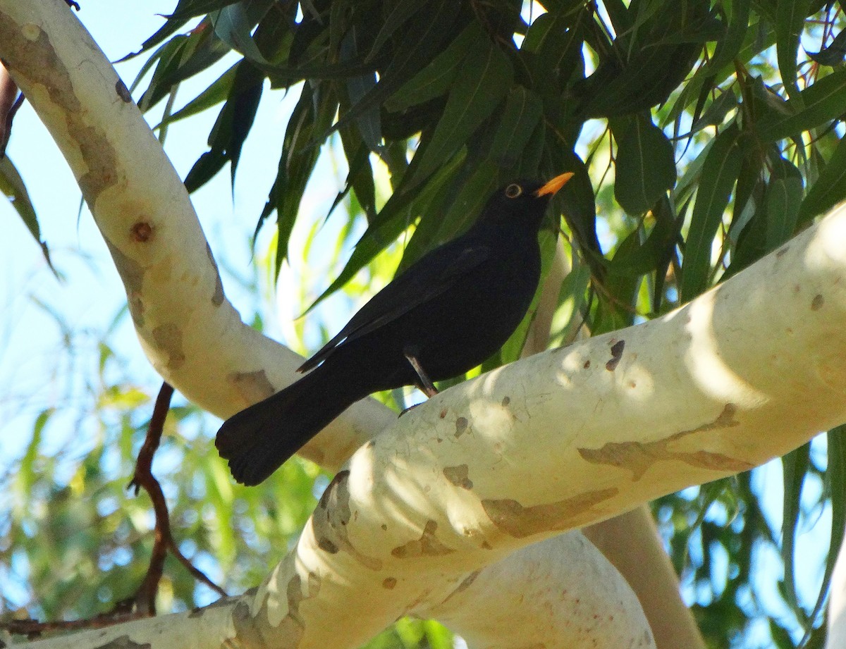 Eurasian Blackbird - Paul Bartlett