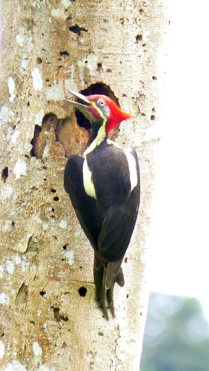 Lineated Woodpecker (Dusky-winged) - Paul Bartlett