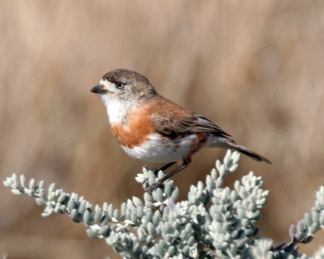 Chestnut-breasted Whiteface - ML204368611