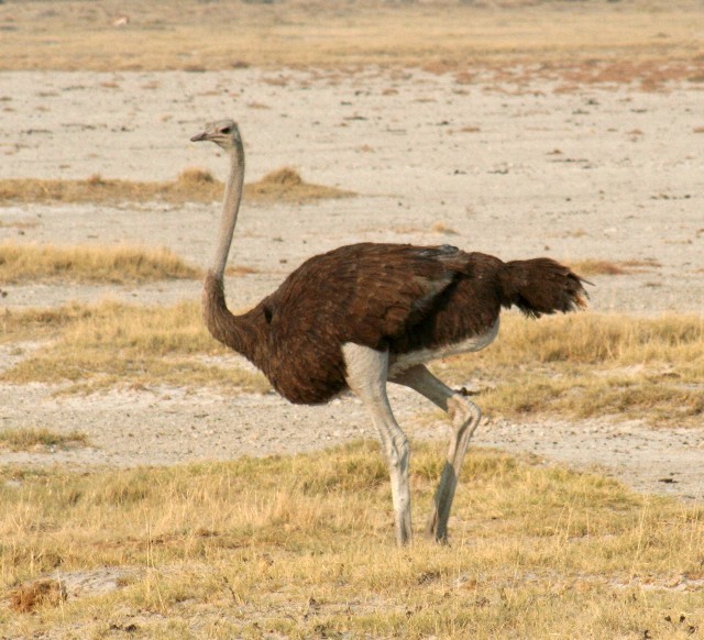 Common Ostrich - Rhonda Hansch