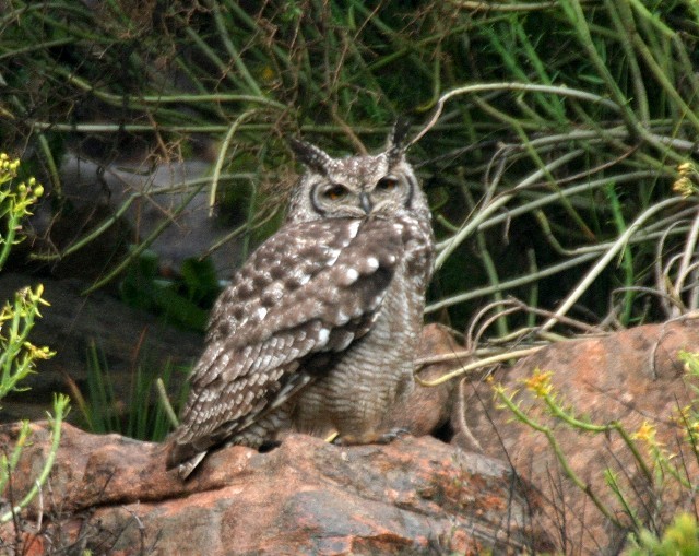 Spotted Eagle-Owl - Rhonda Hansch
