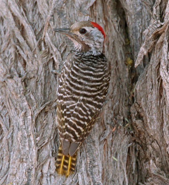 Cardinal Woodpecker - ML204368861