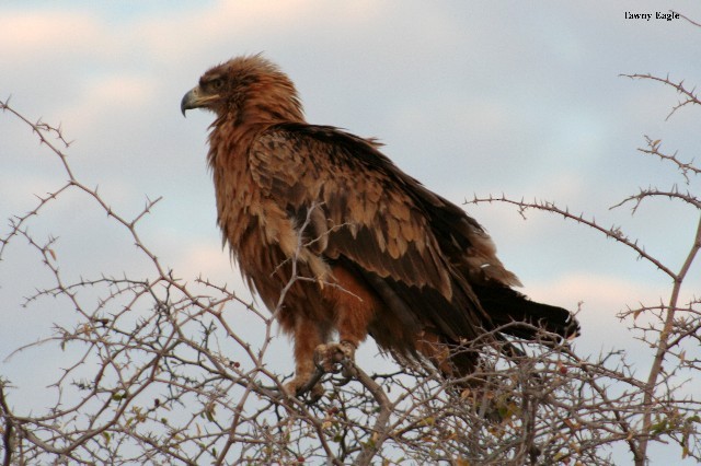 Tawny Eagle - Rhonda Hansch
