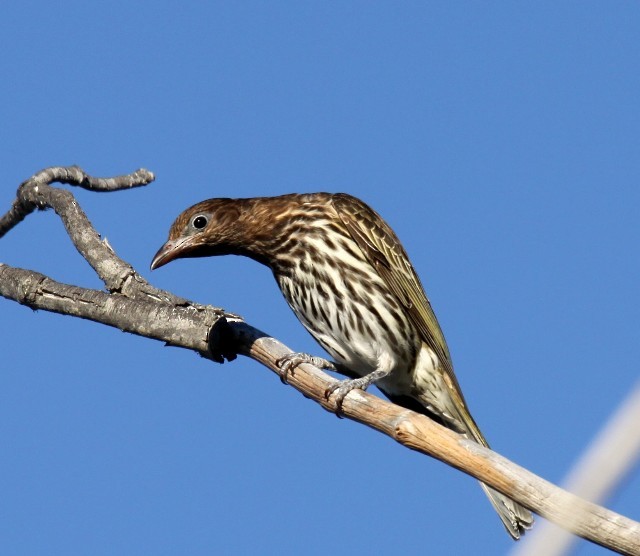 Australasian Figbird - Lindsay Hansch