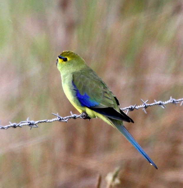 Blue-winged Parrot - Lindsay Hansch