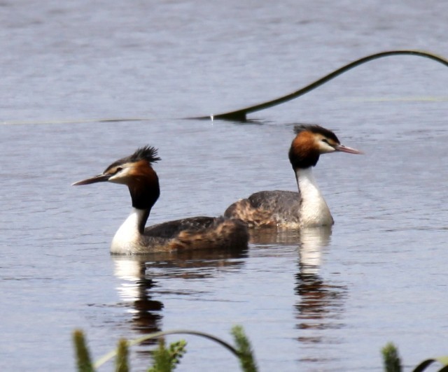 Great Crested Grebe - Lindsay Hansch