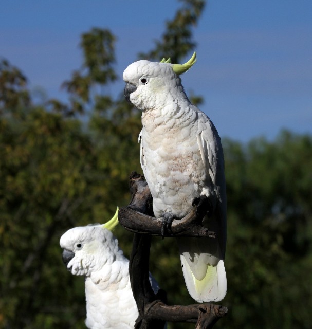 Sulphur-crested Cockatoo - Lindsay Hansch