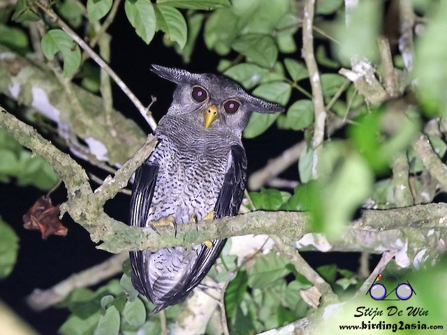 マレーワシミミズク Ebird