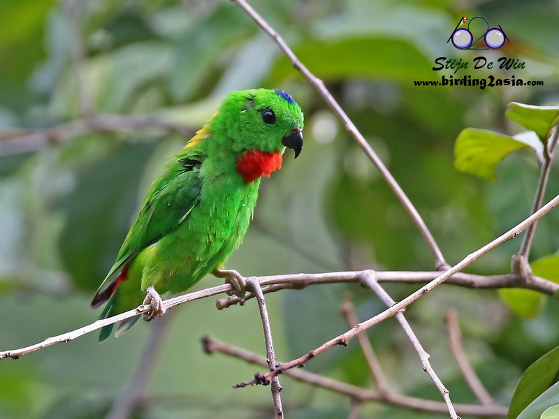 Blue-crowned Hanging-Parrot - ML204369771
