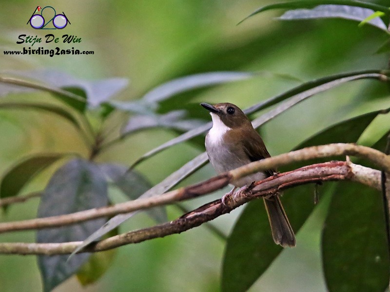 Gray-chested Jungle Flycatcher - ML204369901