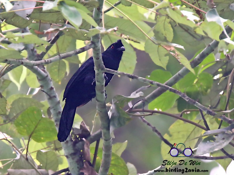 Black Magpie (Bornean) - ML204369951