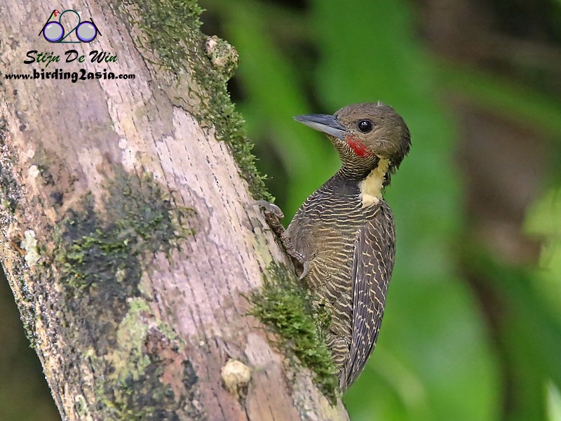 Buff-necked Woodpecker - ML204370071