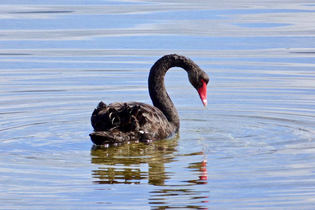 Black Swan - Rich Bayldon