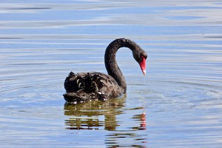 Black Swan, ML204370381